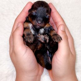 Baby Spice - Phantom female Goldendoodle puppy in Kissimmee, Florida from Poodle Doodle Kennels