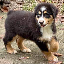 Maeve - Black tri female Miniature Australian Shepherd puppy in Patterson, North Carolina from DreamLine Aussies