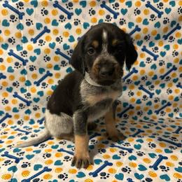 Tracker - Blue ticked and tan male Bluetick Coonhound puppy in Mount Pleasant, Texas from Harmons Hounds