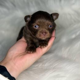 Reese - Chocolate male Chihuahua puppy in Houston, Texas from The Yorkie n’ Chihuahua Haus