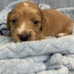 Chimay - Red female Dachshund puppy in Memphis, Tennessee from River City Doxies