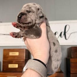 Donkey - Merle male Great Dane puppy in Jerusalem, Arkansas from Mara Danes