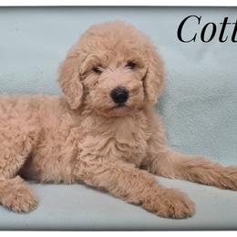 Boy 1 - Labradoodle puppy from Sharyland Pets