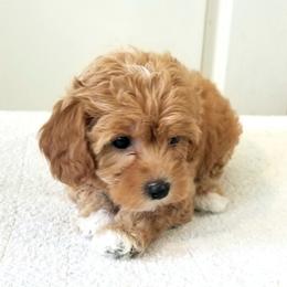Bella - Apricot female Cavapoo puppy in Waco, Texas from Good Shepherd Homestead