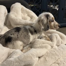 Dachshund puppies from Foster’s Dachshunds