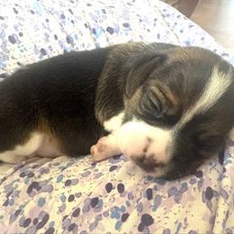 Pocket Beagle Holly - Black tan and white female Beagle puppy in Gentry, Arkansas from HC Puppy Ranch