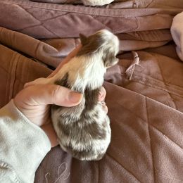 Riot - Red merle male Miniature Australian Shepherd puppy in Gatesville, Texas from Southern Promise Aussie’s