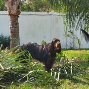 Gordon Setters from Glen 'Mor Gordon Setters