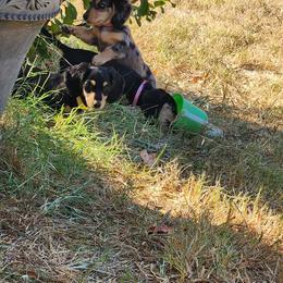 Dachshund Puppies from Faith & Grace Doxies