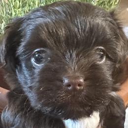 Hope - Chocolate female Havanese puppy in Arizona from HavaDoggie