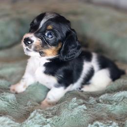 Pink - Piebald female Dachshund puppy in Salado, Texas from DK's Dream Doxies