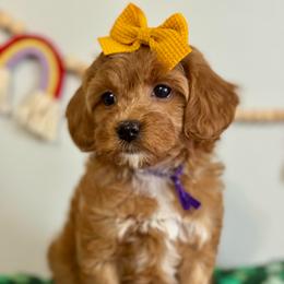 Purple - Red  female Goldendoodle puppy in Hesperia, Michigan from Red Acres Poodles & Doodles