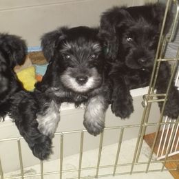 Miniature Schnauzers from Bizzy Acres Miniature Schnauzers