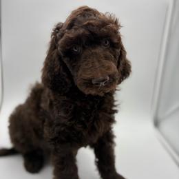 3. PETUNIA - HOT PINK COLLAR GIRL - Chocolate female Goldendoodle puppy in Charlo, Montana from Heavenly Hilltop Farm