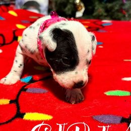 Girl 4 - White and black Dalmatian puppy in Elko, Nevada from Knotts Dalmatians