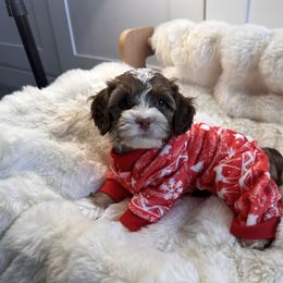 Hershey (green) - Brown white and tan male Cockapoo puppy in West Haven, Utah from Harper Haven Cavapoos & Doodles