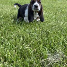 Tri boy1 - Black tan and white male Basset Hound puppy in Hudson, Michigan from Bachman’s Kennel
