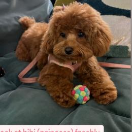 Maltipoo All Grown Up from Minipaws kennel