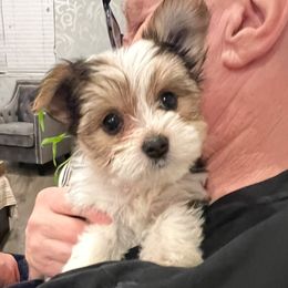 AKC Full Reg: Daisy - Parti female Yorkshire Terrier puppy in Ontario, California from Yorkie Wonderlands