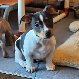 Prancer - White and black male Teddy Roosevelt Terrier puppy in Claremore, Oklahoma from Travelin' Man Terriers