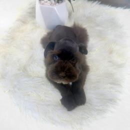 Addikus - Liver male Miniature Schnauzer puppy in Overton, Texas from Beards & Bows Schnauzer Farm