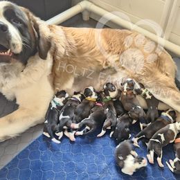 Saint Bernard Puppies from Holtz Family Saints