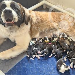 Saint Bernard Puppies from Holtz Family Saints