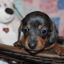 Girl 2 - Dapple female Dachshund puppy in Craig, Colorado from Rocky Mountain Shih Tzus and Dry Creek Miniature Dachshunds