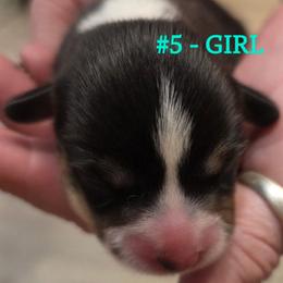Puppy 5 - Black and tan female Pembroke Welsh Corgi puppy in Buffalo, Wyoming from Diamond K Corgis