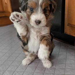 Aussiedoodle Puppies from Ridgeview Aussiedoodles