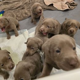 Labrador Retriever Puppies from Ellis Labs