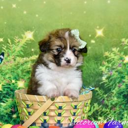 Plum - Sable female Pembroke Welsh Corgi puppy in East Canton, Ohio from Victorian Farms
