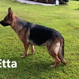 Etta - German Shepherd