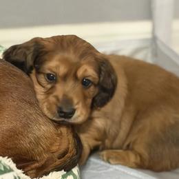 Lil St. Nick (CKC reg) - Red male Dachshund puppy in Whitehouse, Texas from Daschund Pups