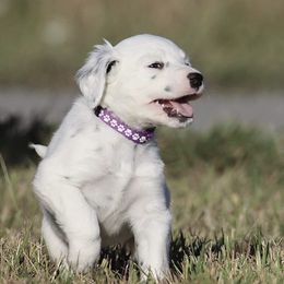 Girl 5 - Dalmatian puppy in Cottage Grove, Oregon from Hidden Hills Dalmatians