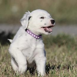 Girl 5 - Dalmatian puppy in Cottage Grove, Oregon from Hidden Hills Dalmatians