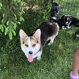 Willow - Pembroke Welsh Corgi