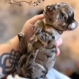 Dachshund Puppies from Birkin’ Paws