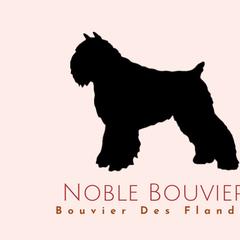 Bouvier des Flandres from Noble Bouviers