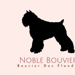 Bouvier des Flandres from Noble Bouviers