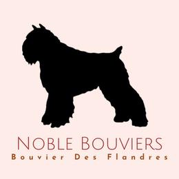 Bouvier des Flandres from Noble Bouviers