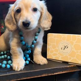 Dachshund Puppies from Karas Royal Dachshunds