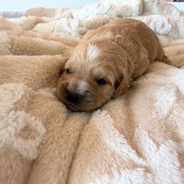 Chief - Cream male Cavapoo puppy in Payson, Utah from Country Sky Doodles