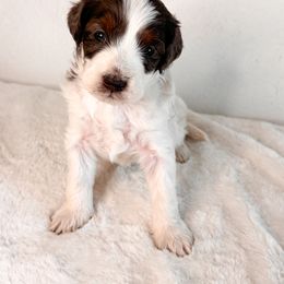 Aussiedoodle Puppies from Cotton Lane Puppies