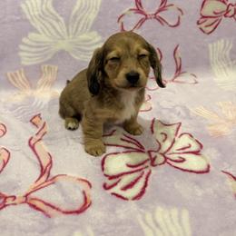 Honey Boo-Boo - Dapple female Dachshund puppy in Choctaw, Oklahoma from Danica’s Dachshunds