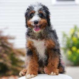 Jonas (socialization program grad) - Blue merle male Bernedoodle puppy in Dundee, Ohio from Down Home Doodle