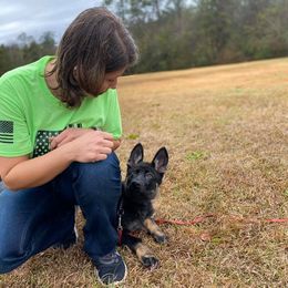 German Shepherd Puppies from Vom Chlex Haus
