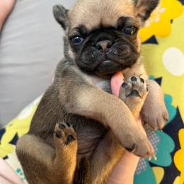 Candy - Fawn female Pug puppy in Greeneville, Tennessee from Bear Mountain Farms