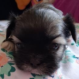 Brave - Tricolor male Shih Tzu puppy in Memphis, Tennessee from Lady and the Tramp