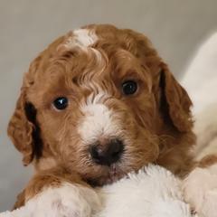 Goldendoodle Puppies from Americana Paws